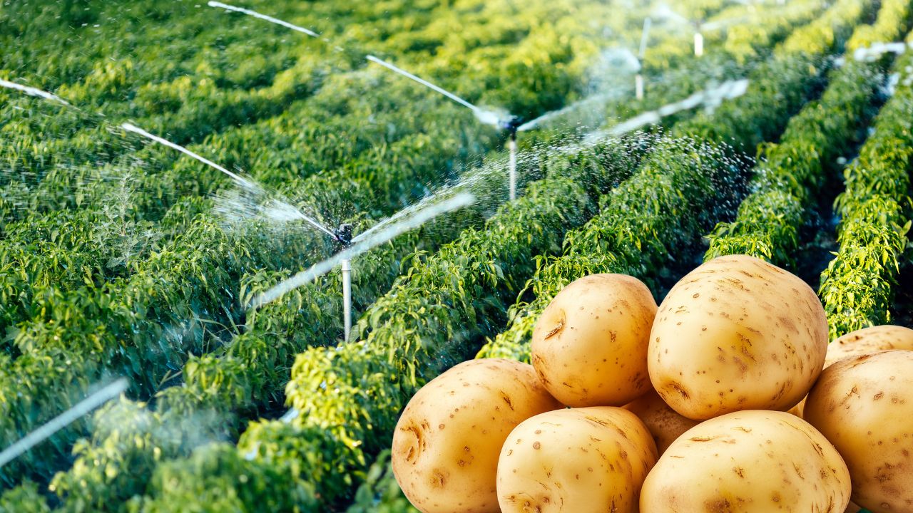 आलू की सिंचाई कब और कितनी बार करें — ICAR-CPRI सिंचाई शेड्यूल, ड्रिप और बचाव (2026)