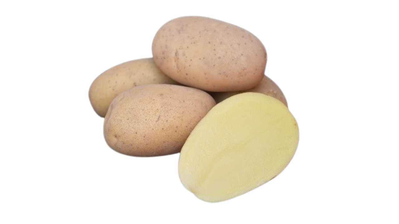 एम्बर डिलाइट आलू किस्म: टेक्निको की भारत की सबसे तेज़ बल्किंग टेबल पोटैटो — पूरी जानकारी