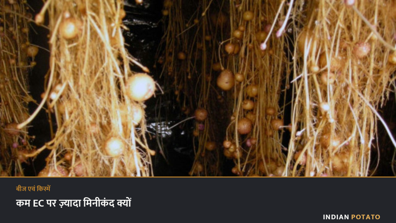 एरोपोनिक चैंबर में खुली जड़ों पर बनते आलू के मिनीकंद — पोषक घोल की EC तय करती है कितने कंद बनेंगे