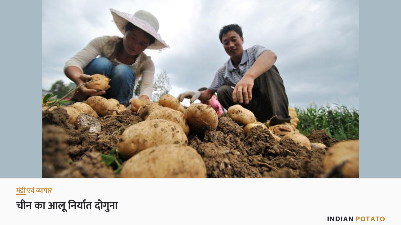 चीन में खेत से निकलते ताज़ा आलू — वही फ़सल जिसके दम पर चीन का आलू निर्यात दोगुना हुआ