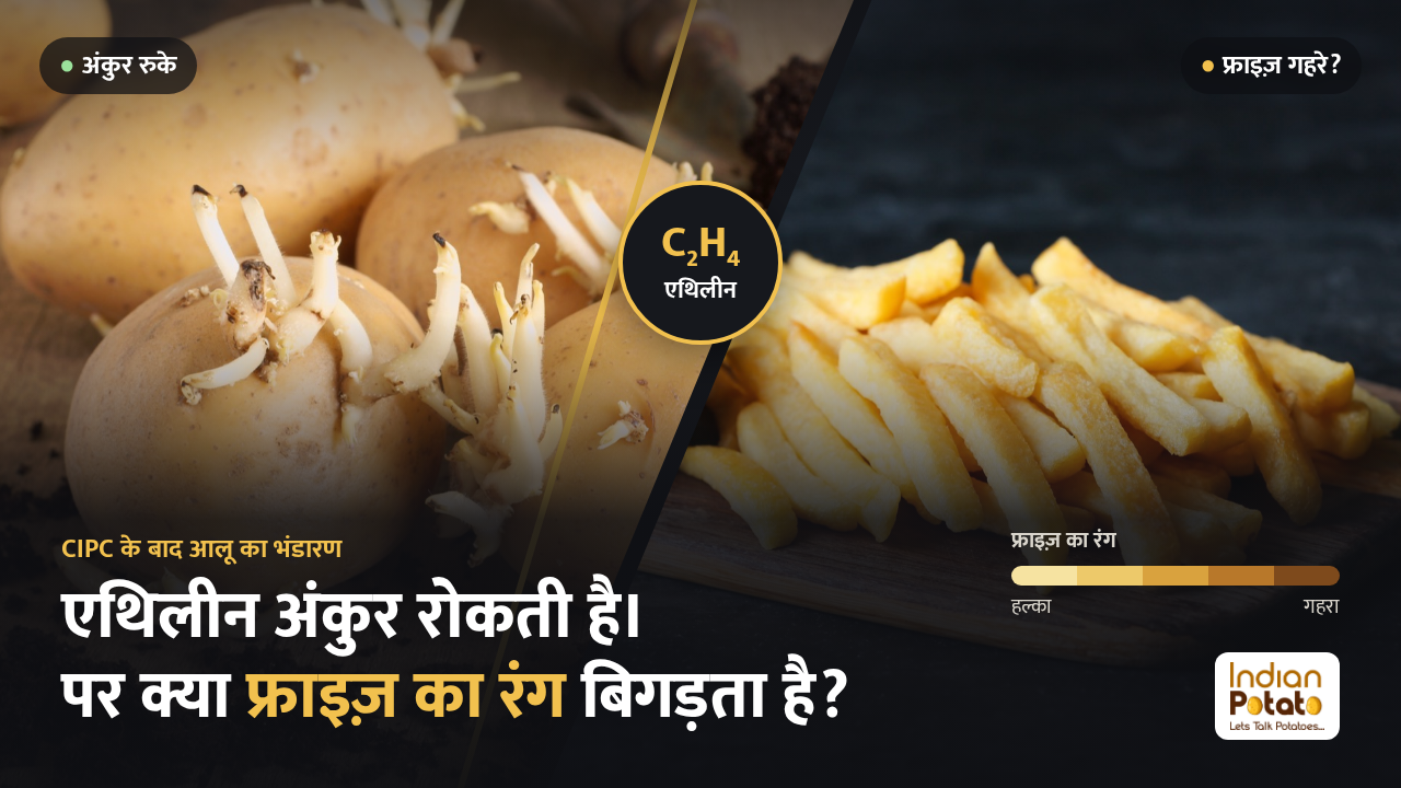 आलू भंडारण में एथिलीन: एक तरफ़ अंकुर निकले आलू, दूसरी तरफ़ फ्रेंच फ्राइज़, बीच में C2H4 का निशान और फ्राइज़ के रंग का पैमाना