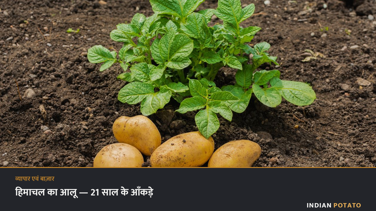 काली मिट्टी में आलू का पौधा और ताज़ा निकले कंद — हिमाचल प्रदेश में 21 साल का रक़बा, उत्पादन और पैदावार