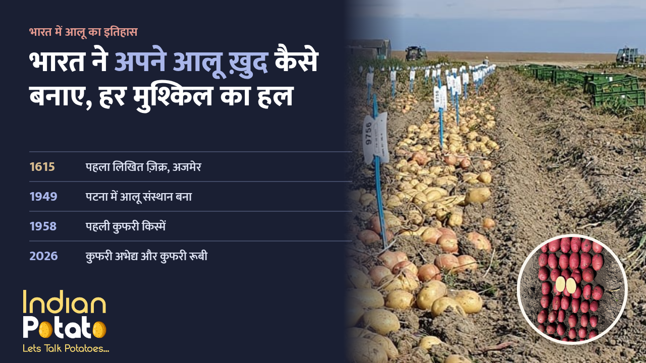 भारत में आलू का इतिहास: ब्रीडिंग ट्रायल के खेत में खोदे गए आलू, हर नए क्लोन की क़तार पर नंबर वाली खूँटी, साथ में लाल छिलके वाले आलू