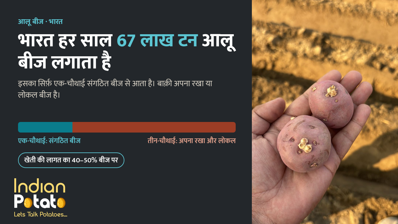 भारत में सर्टिफ़ाइड आलू बीज: ताज़ी बनी मेड़ों के ऊपर किसान की हथेली पर अंकुर निकले बीज वाले आलू
