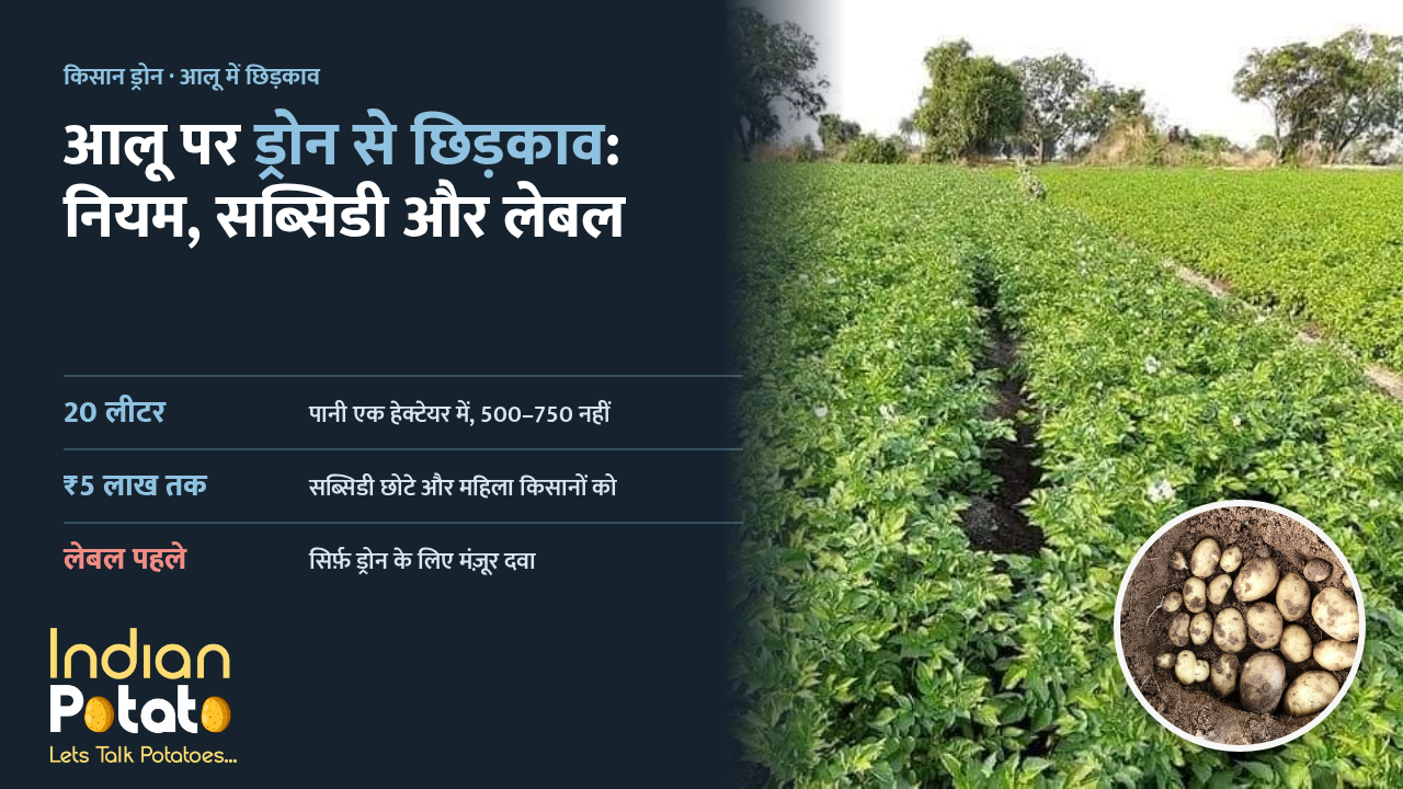 आलू में किसान ड्रोन से छिड़काव: अगले छिड़काव के लिए तैयार, फूलों वाली आलू की क़तारें, साथ में खोदे हुए ताज़ा आलू
