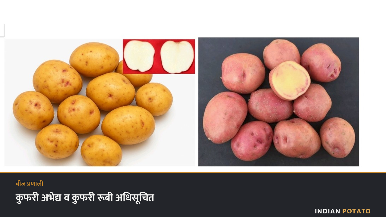कुफरी अभेद्य (पीला छिलका) और कुफरी रूबी (गुलाबी छिलका) आलू — भारत सरकार द्वारा अधिसूचित दो नई ICAR-CPRI किस्में