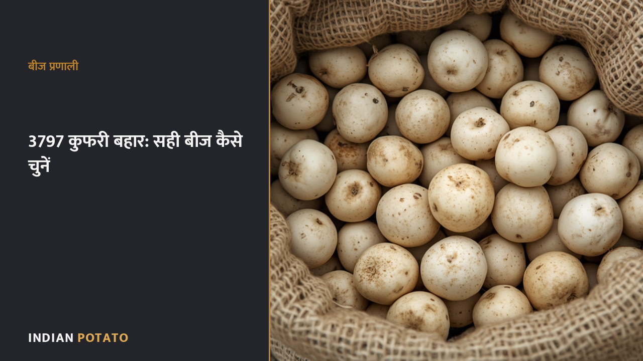 कुफरी बहार 3797 आलू बीज — जूट की बोरी में गोल सफ़ेद बीज आलू