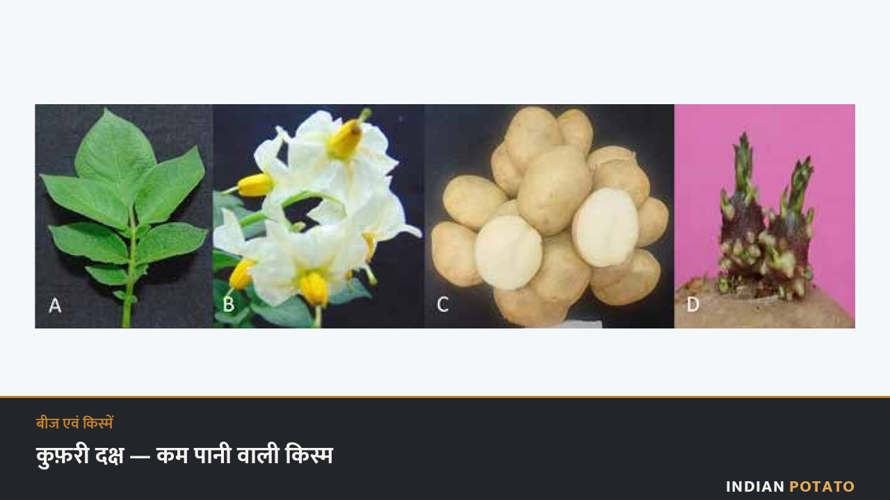 कुफ़री दक्ष आलू किस्म — पत्ती, सफ़ेद फूल, क्रीम छिलके वाले अंडाकार कंद और लाल-बैंगनी अंकुर