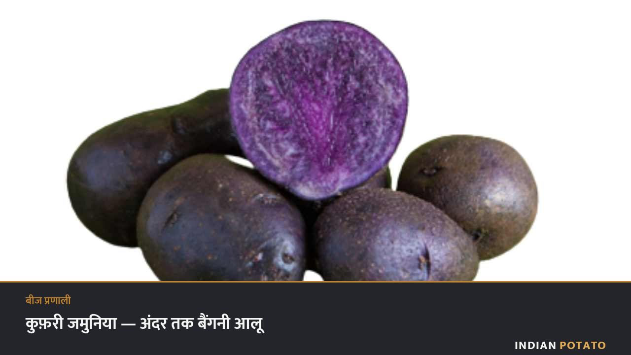 कुफ़री जमुनिया आलू — गहरे बैंगनी छिलके वाला कंद और कटा हुआ कंद, जिसका गूदा अंदर तक बैंगनी है
