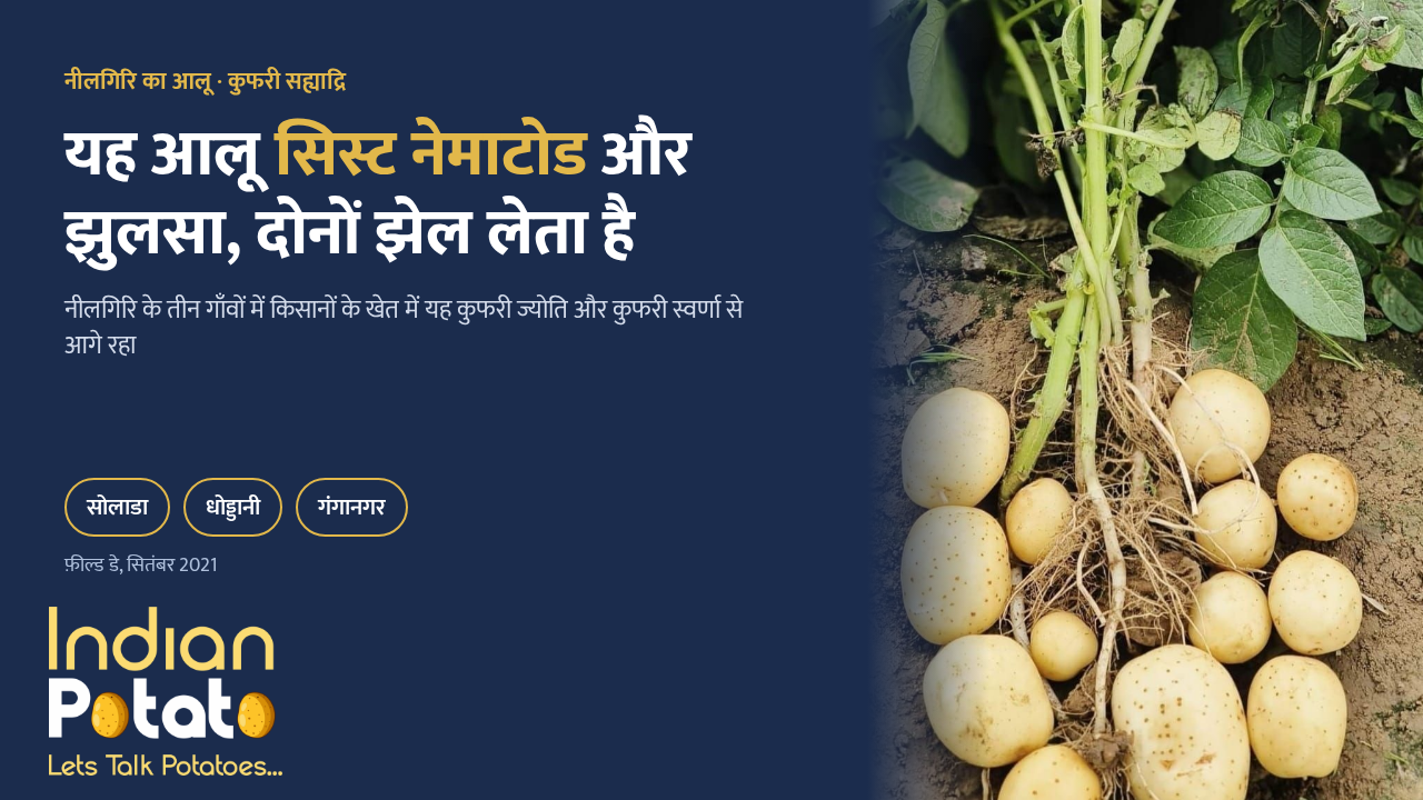 आलू का सिस्ट नेमाटोड झेलने वाली कुफ़री सह्याद्रि, नीलगिरि के लिए: खोदा हुआ आलू का पौधा और साफ़ आलू