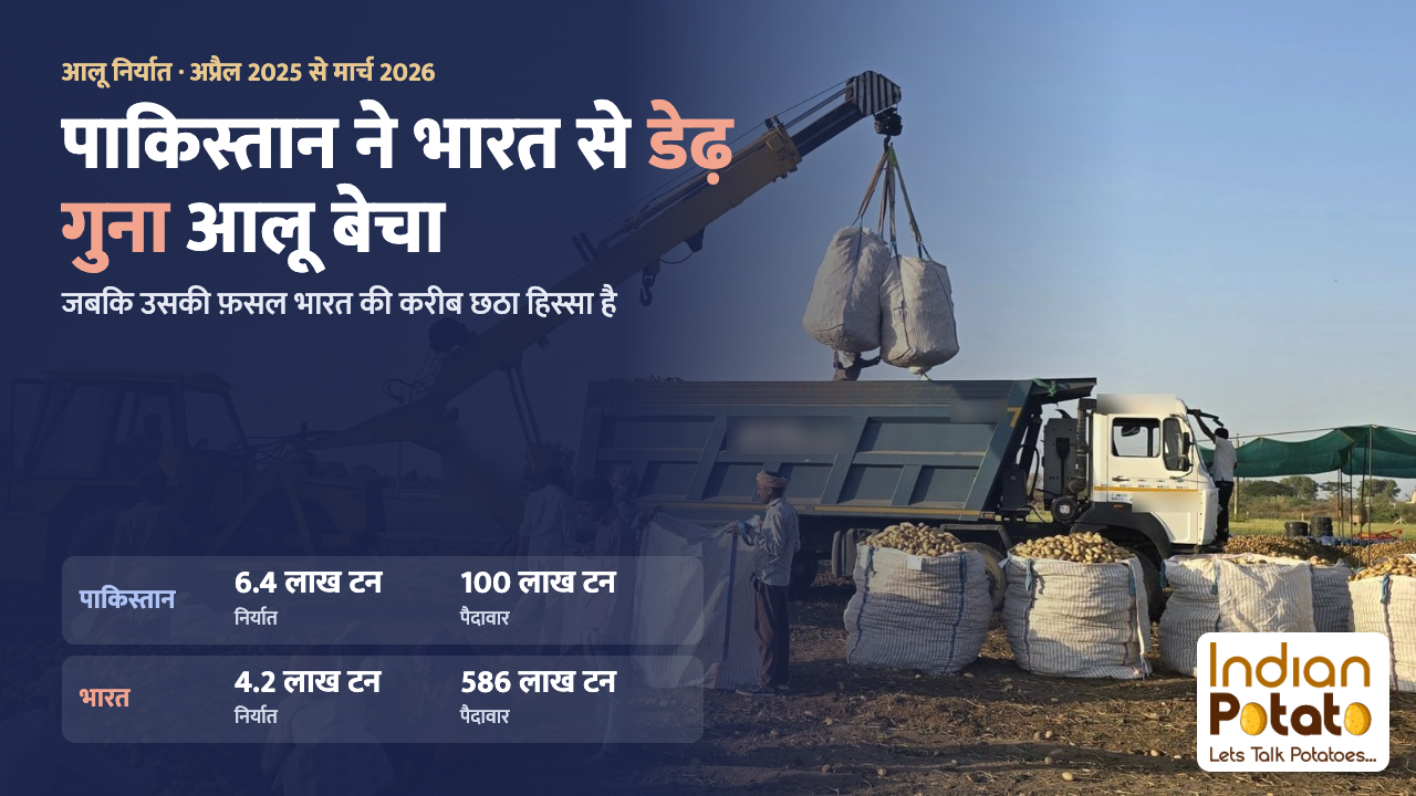 पाकिस्तान बनाम भारत आलू निर्यात: खेत में जंबो बैग में भरा आलू ट्रक पर लादा जा रहा है