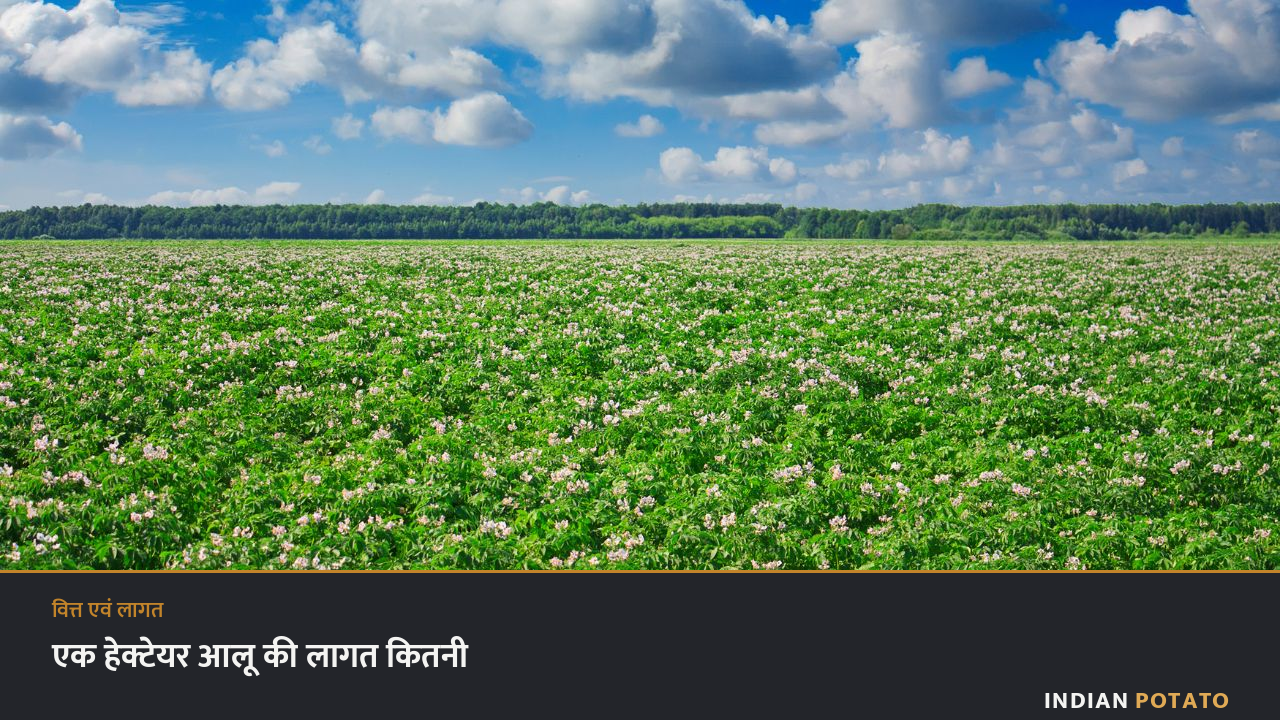 फूल आए आलू के खेत का विस्तार — एक हेक्टेयर आलू उगाने की लागत