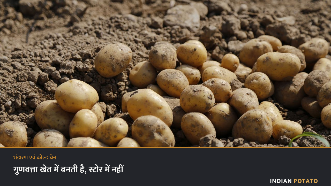खेत की मिट्टी पर धूप में पड़े ताज़ा खोदे हुए आलू — कटाई से पहले के कारक और भंडारण की स्थिति मिलकर कंद की गुणवत्ता तय करते हैं