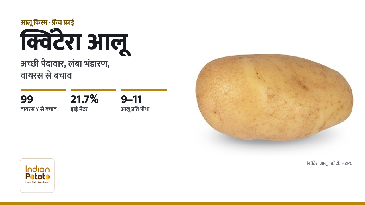क्विंटेरा आलू किस्म — पीले छिलके वाला अंडाकार क्विंटेरा आलू