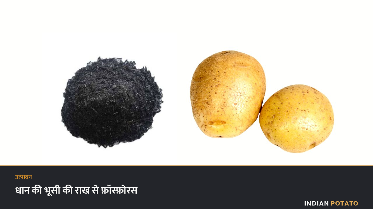 धान की भूसी की राख और उसके बग़ल में आलू — मिल के कचरे को फ़ॉस्फ़ोरस स्रोत के रूप में आज़माया गया