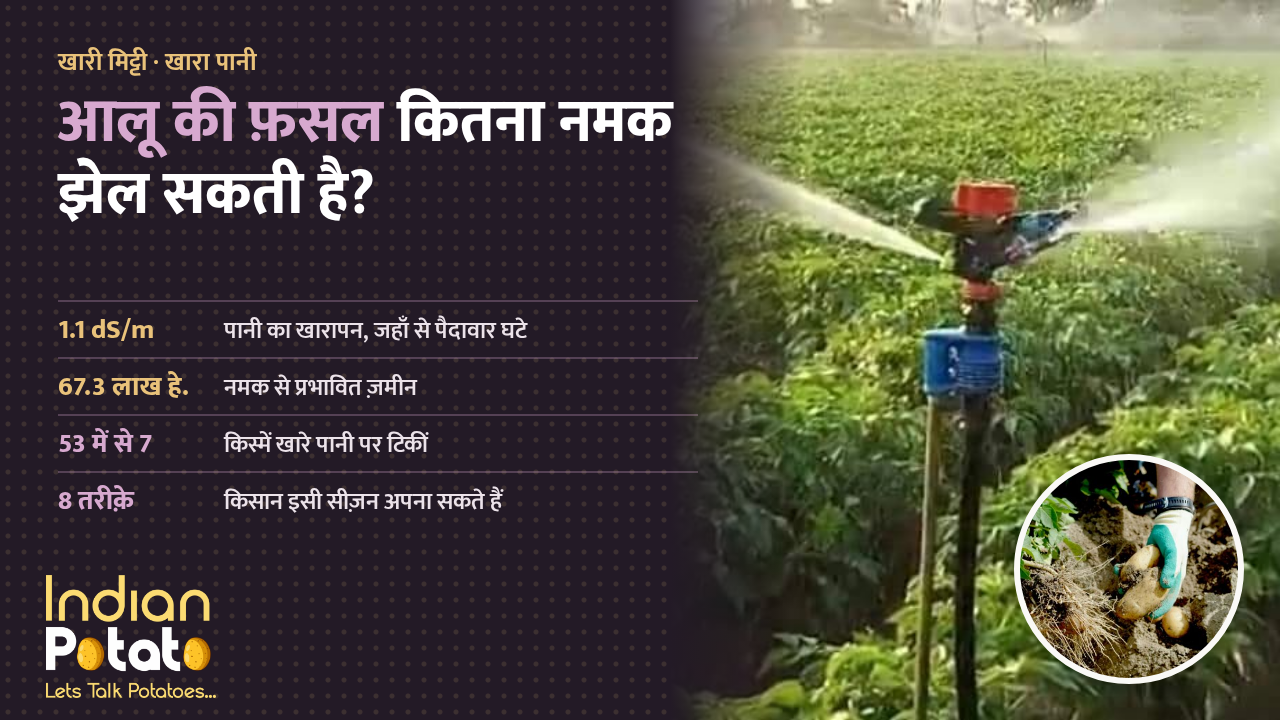 खारी मिट्टी और खारे पानी में आलू: क़तारों में लगी आलू की फ़सल पर स्प्रिंकलर से सिंचाई, साथ में खोदकर निकाले गए आलू