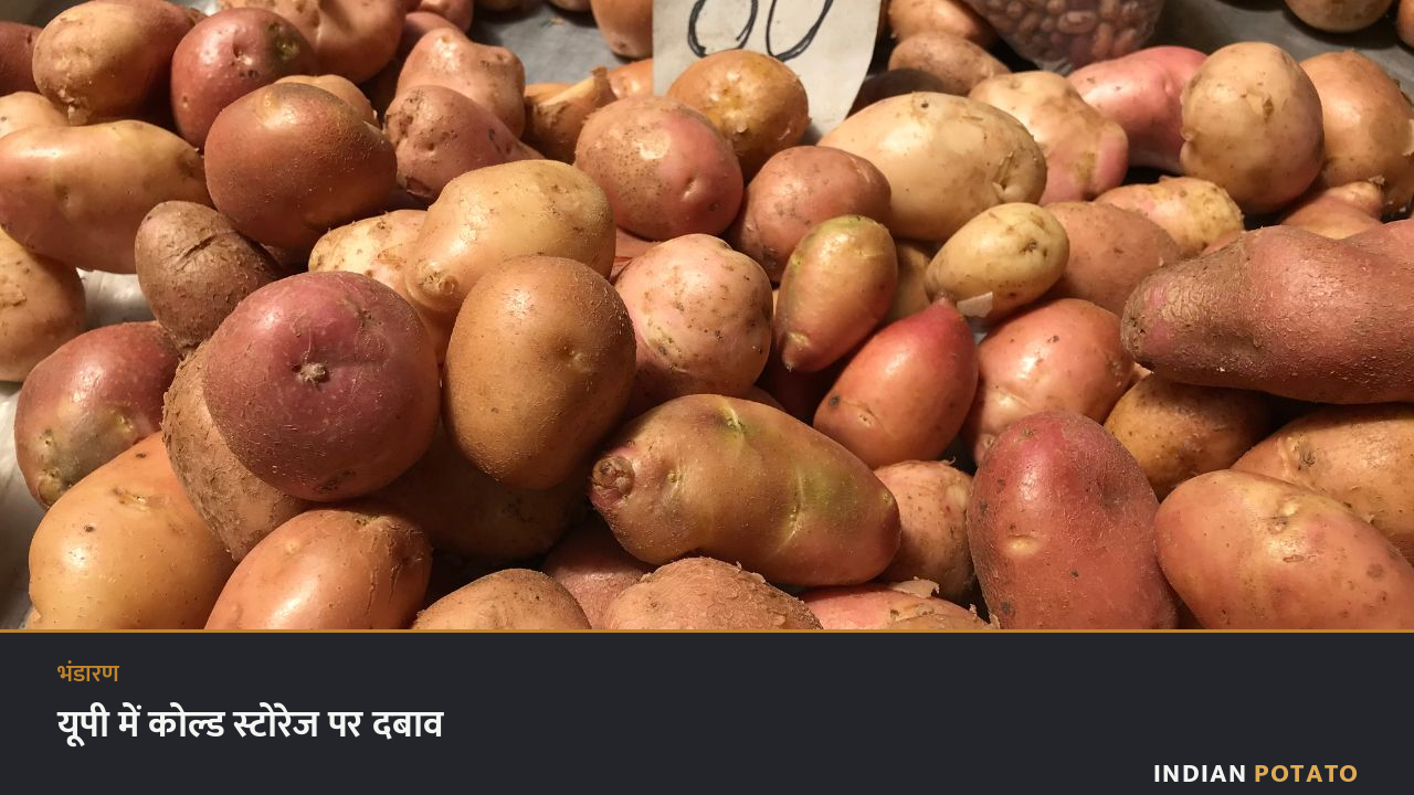 उत्तर प्रदेश में कोल्ड स्टोरेज के बाहर आलू से लदी ट्रॉलियों की कतार — रिकॉर्ड फसल के बाद भंडारण पर दबाव