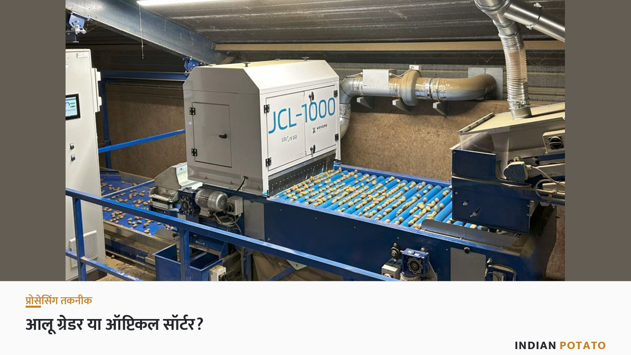 वेवानो JCL-1000 आलू सॉर्टिंग मशीन — पैकहाउस की नीली रोलर लाइन पर आलुओं की जाँच