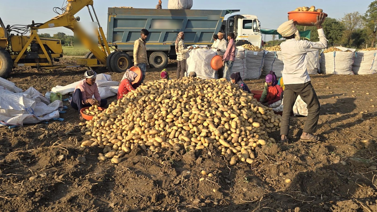 खुदाई के बाद खेत में आलू के ढेर, पास में जंबो बैग और ट्रक: निर्यात के माल का पहला कदम