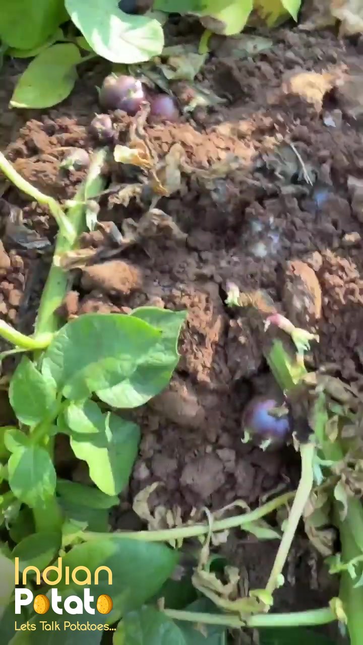 आलू में ब्लैक स्कर्फ़ (राइज़ोक्टोनिया सोलानी): तने पर आलू, सड़ता तना और क्या करें (वीडियो)