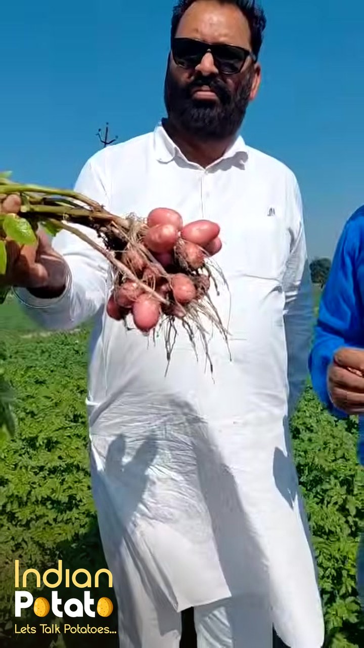 कुफ़री उदय (7008) आलू: 40 दिन में एक पौधे में 14 कंद, किसान ने गिनकर दिखाया (वीडियो)