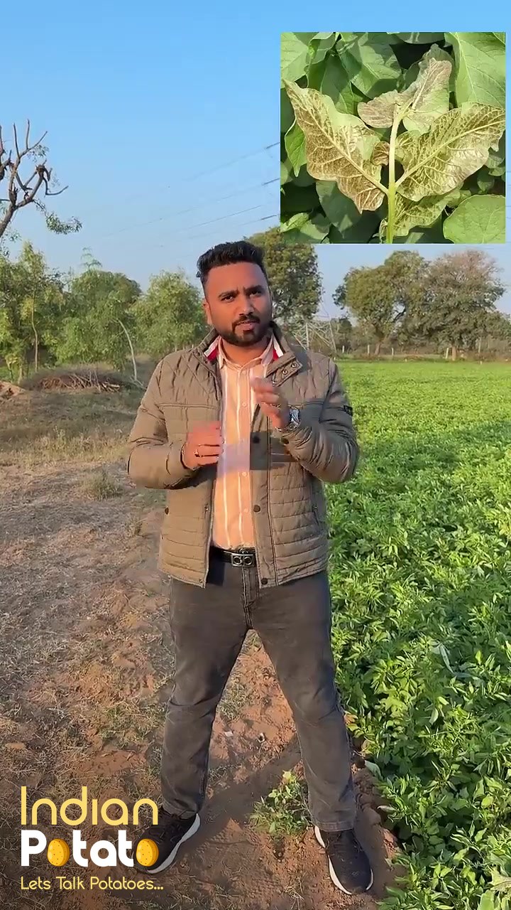 आलू में ओज़ोन इंजरी: पत्तियों के नीचे भूरापन, घबराएँ नहीं, दवा की ज़रूरत नहीं (वीडियो)