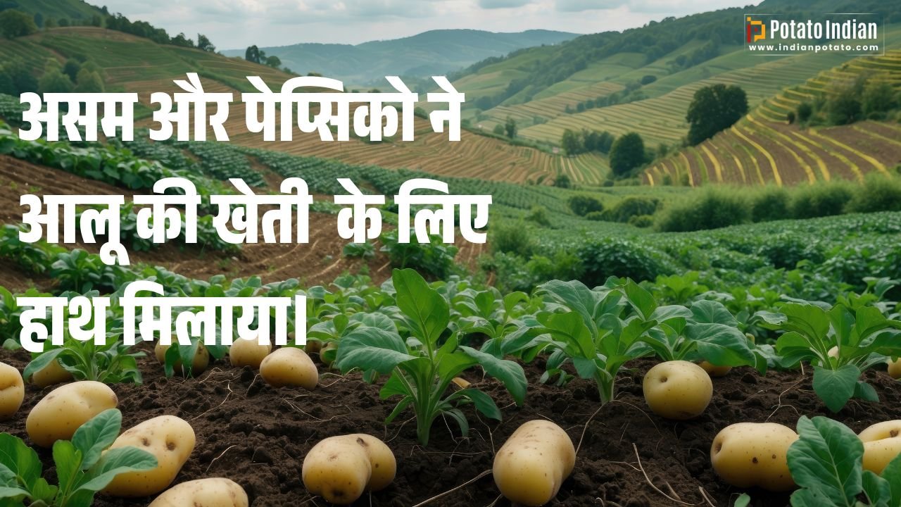 असम और पेप्सिको ने आलू की खेती के पारिस्थितिकी तंत्र के लिए हाथ मिलाया।