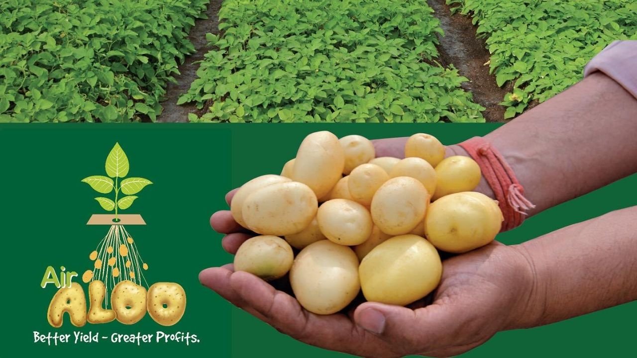 Hindi Jain Irrigation Potato Seeds