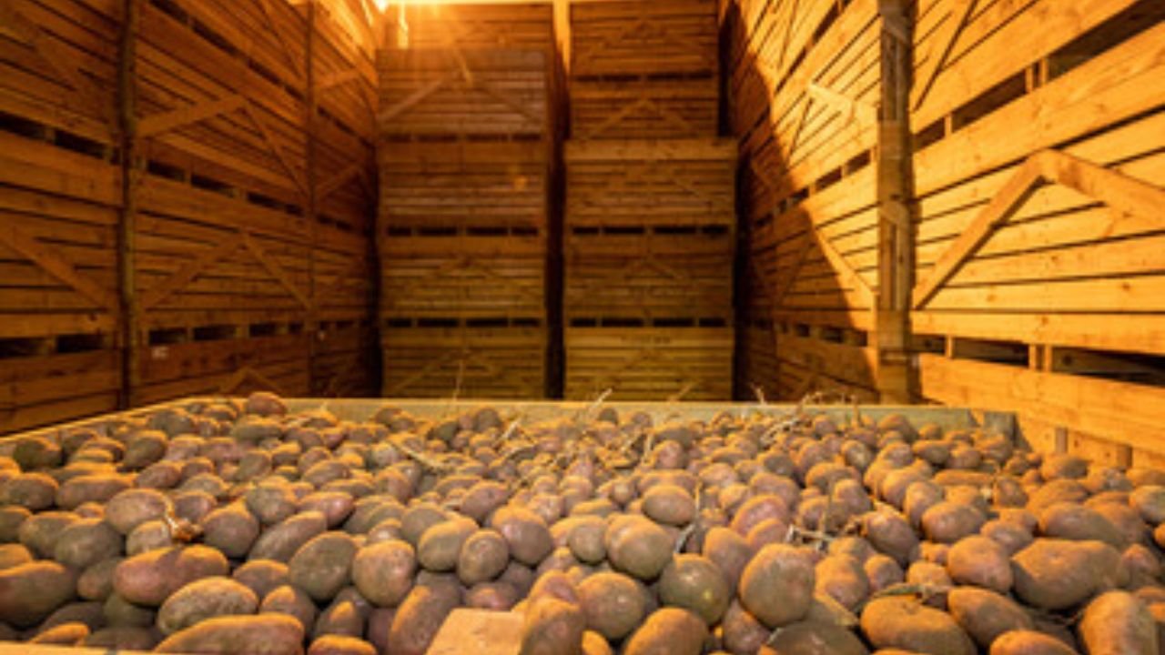Potato Cold Store Potato Cold Store