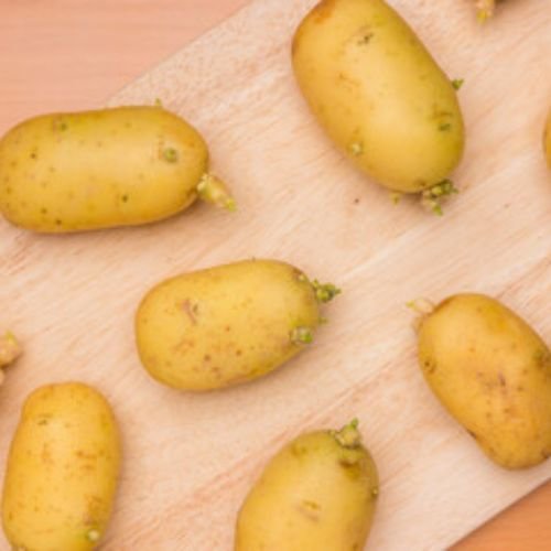 Potato Seed Companies