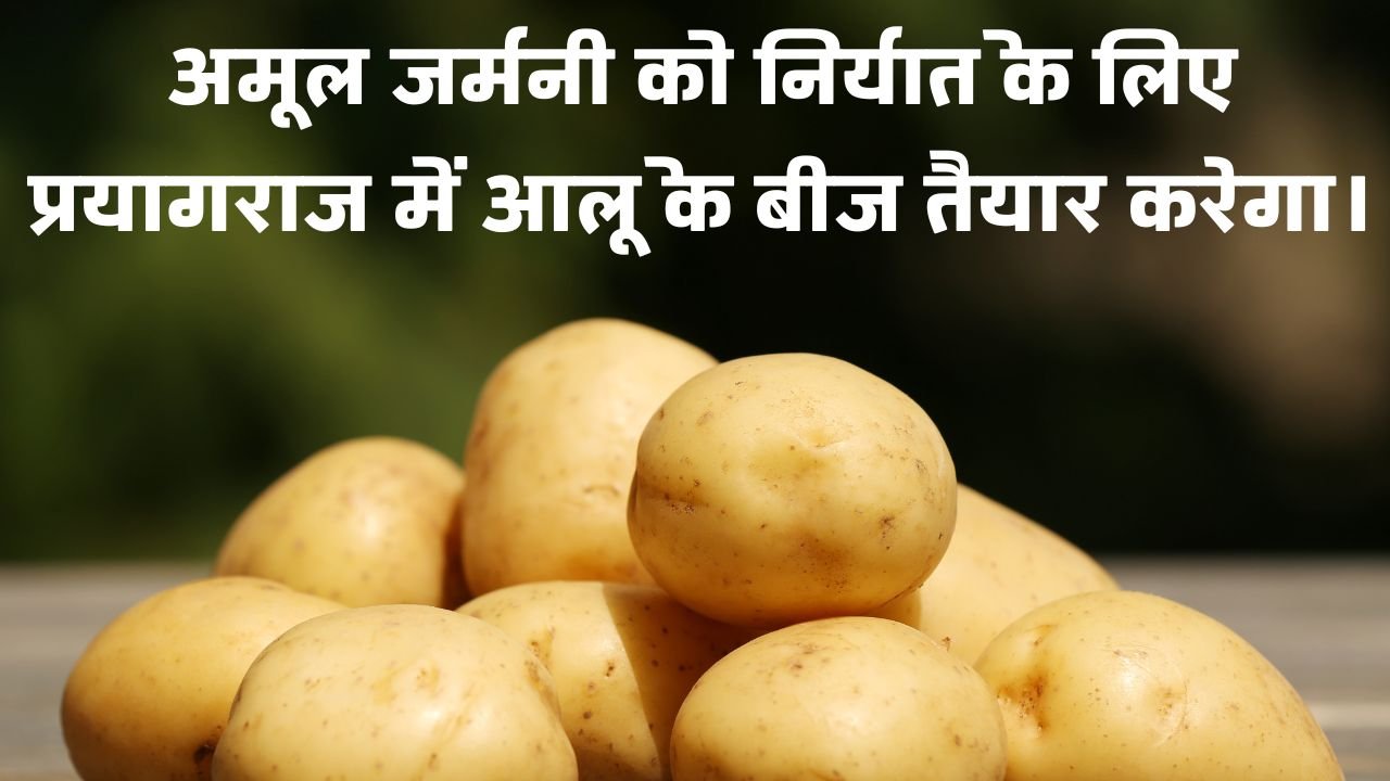 अमूल जर्मनी को निर्यात के लिए प्रयागराज में आलू के बीज तैयार करेगा।