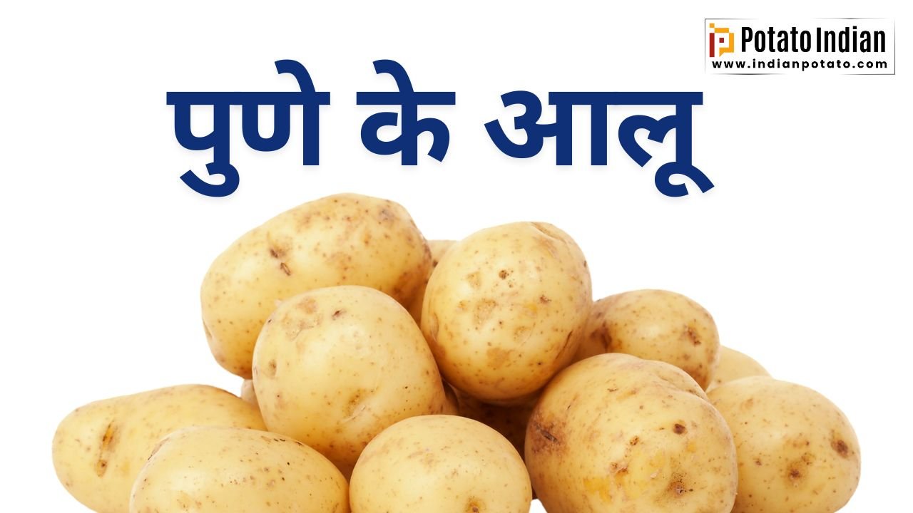 पुणे के तलेगांव आलू, Potatoes of pune