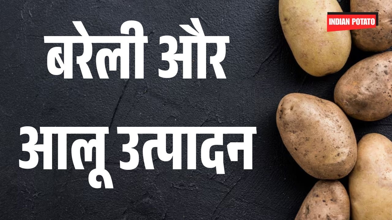 बरेली और आलू उत्पादन
