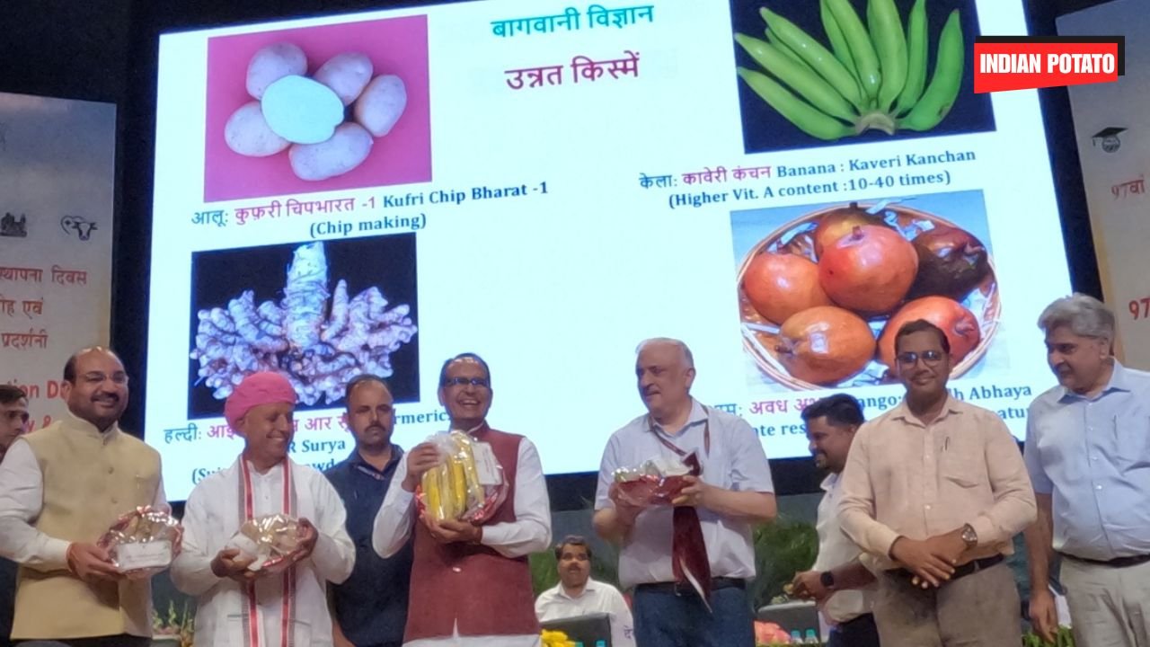 Kufri ChipBharat 1 Potato Variety