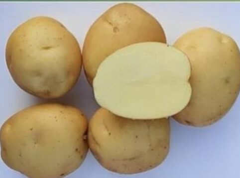 Kufri-Chipsona-5