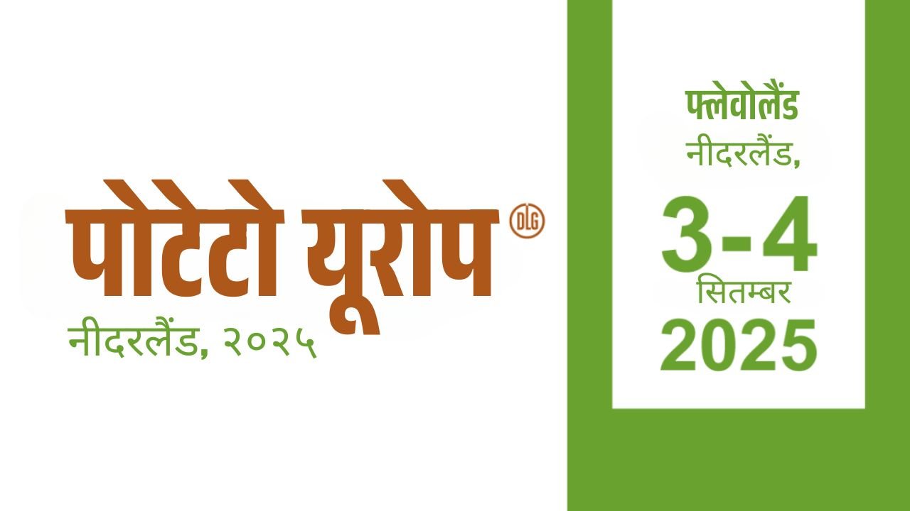 पोटेटो यूरोप