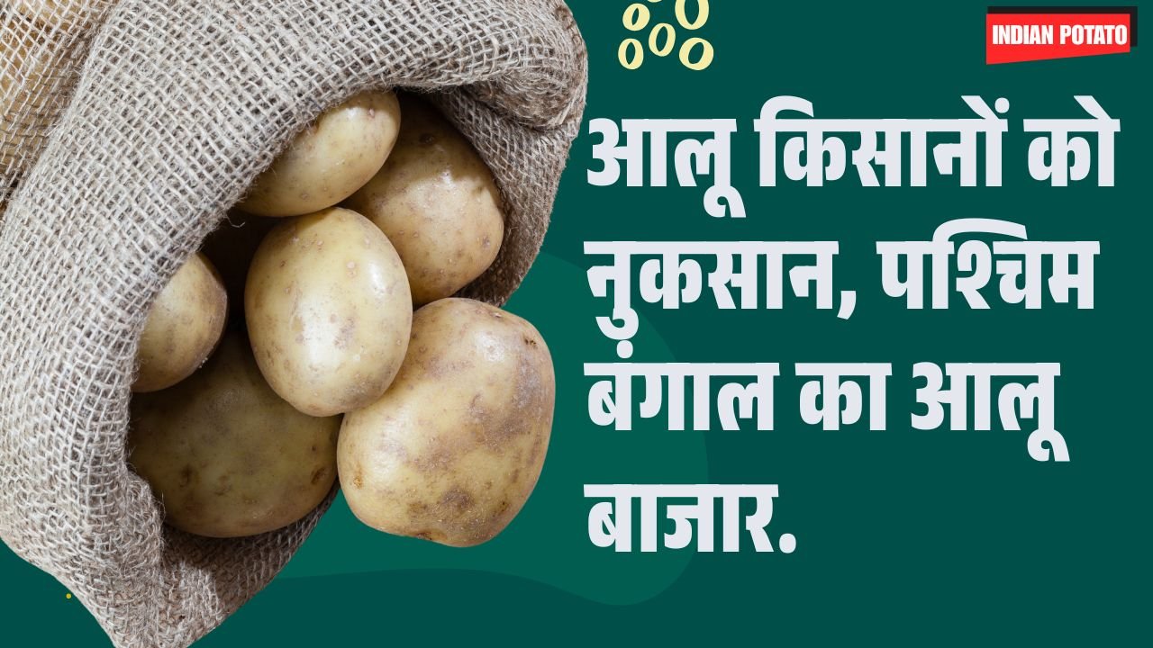 Potato Farmers' Losses Mount in West Bengal Hindi