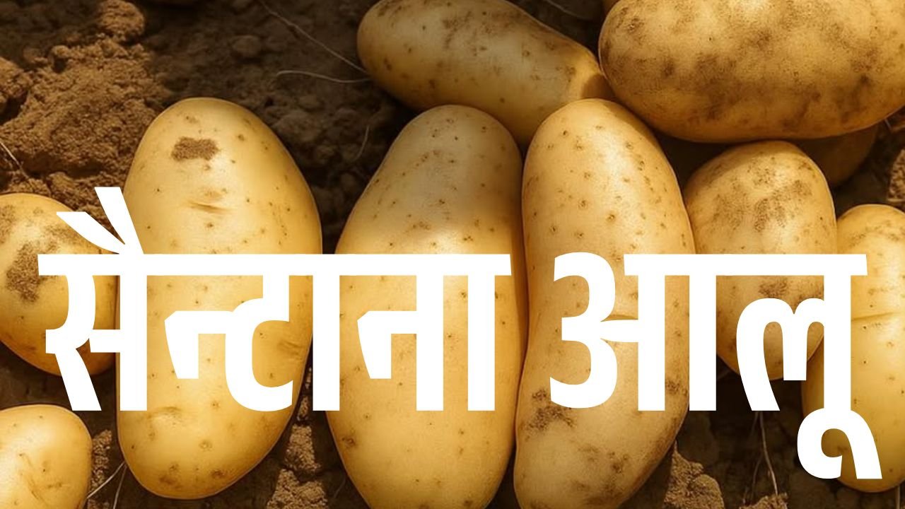 The Story of Santana Potato in India.