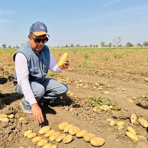 Soundararadjane S in Potatio field