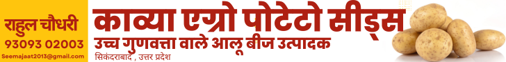 Kavya agro Potato Seeds