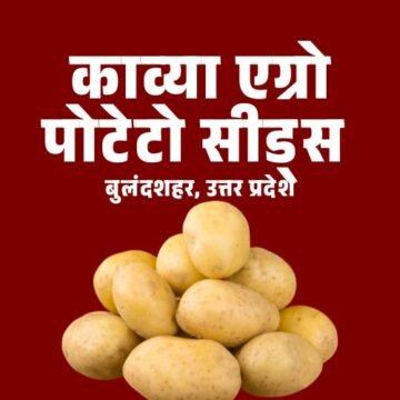 कुफरी बहार, कुफरी चिप्सोना-5, कुफरी चंद्रमुखी, कोलंबा, मेम्फिस