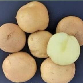 कुफरी भास्कर