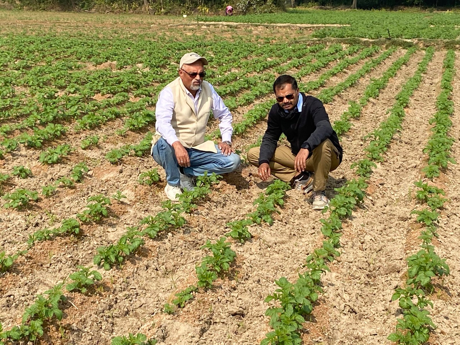Nripendra Jha Technico in Potato Field