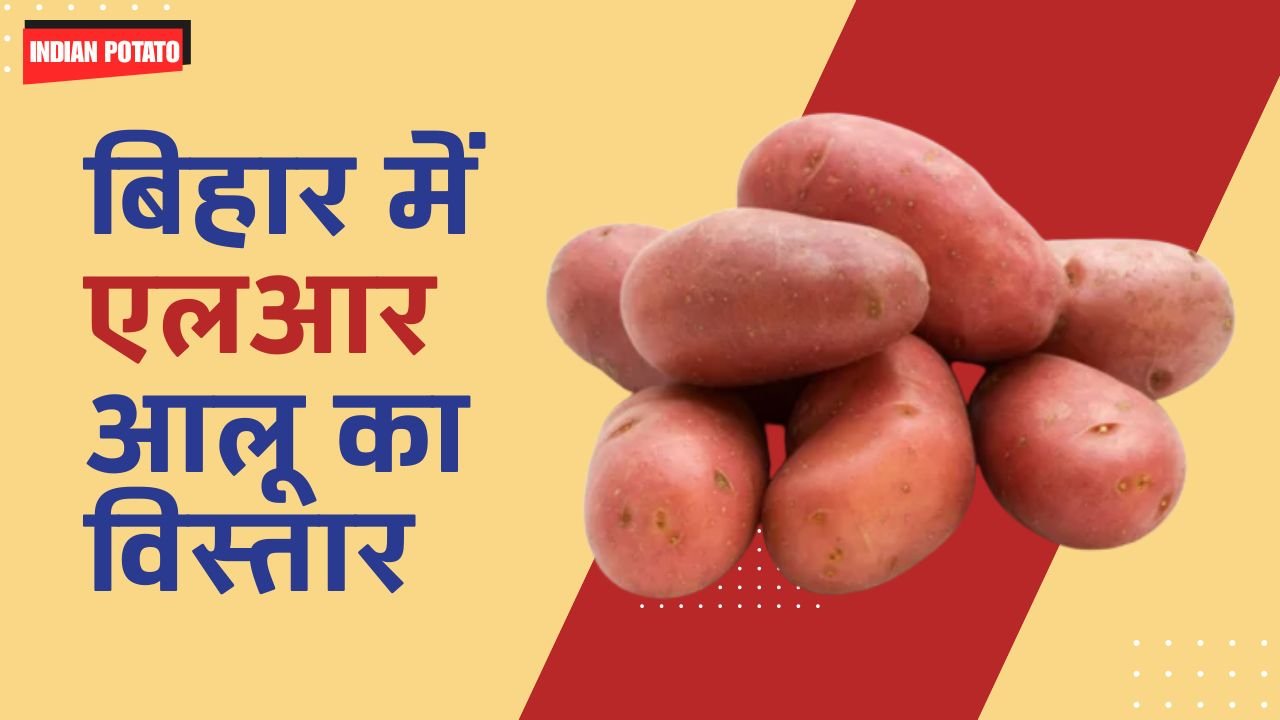Bihar Lady Rosetta Expansion