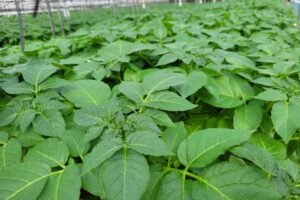 Uniagri BioSciences: Growing Better Potatoes