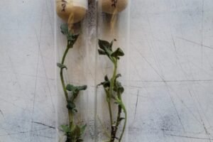Uniagri BioSciences: Growing Better Potatoes