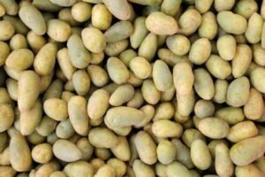 Uniagri BioSciences: Growing Better Potatoes
