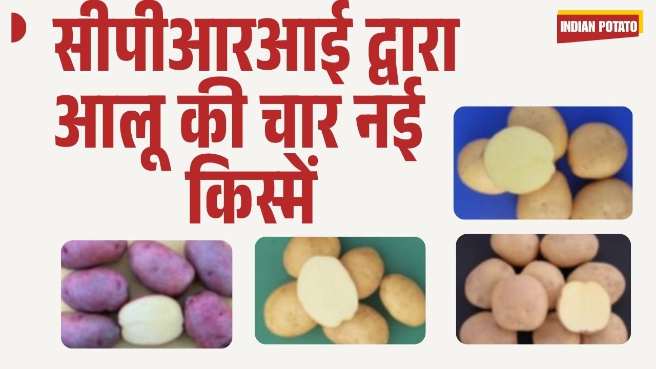 India's Four New Potato Varieties by CPRI